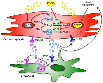 Paracrine Effects of FGF23 on the Heart